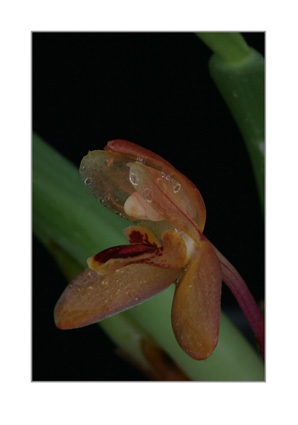 Maxillaria