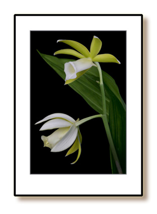 Phaius_tankervilleae_alba