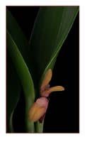 Pleurothallis_aphthosa