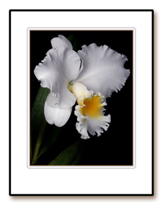 Dick McRill Orchids, Photographs, and Birds by Dick McRill