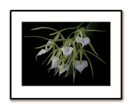 Brassavola